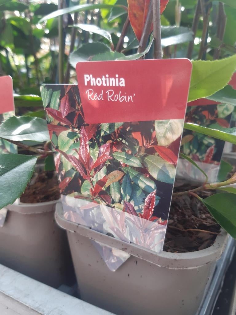 PHOTINIA FRASERI RED ROBIN   € 19,50, Ophalen of Verzenden, Overige soorten, Haag, 100 tot 250 cm