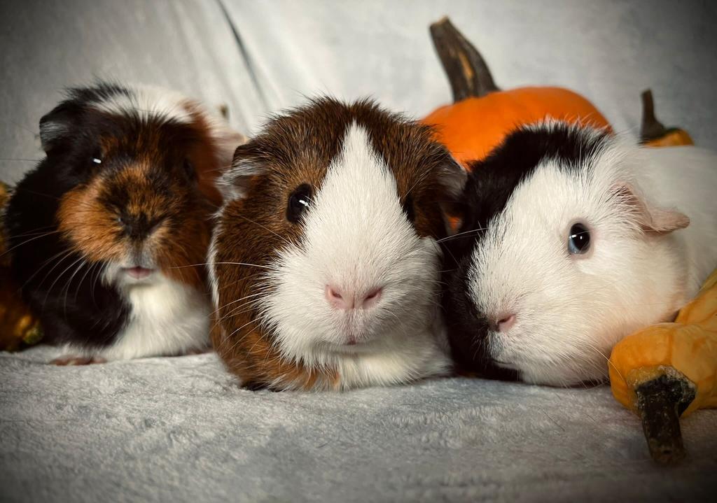 Cavia/ knaagdieren opvang, Dieren en Toebehoren, Knaagdieren, Januari, Meerdere dieren, Cavia