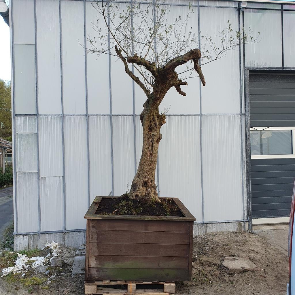 Olijfboom in hardhouten bak, Ophalen, Vaste plant, Fruitplanten, Volle zon