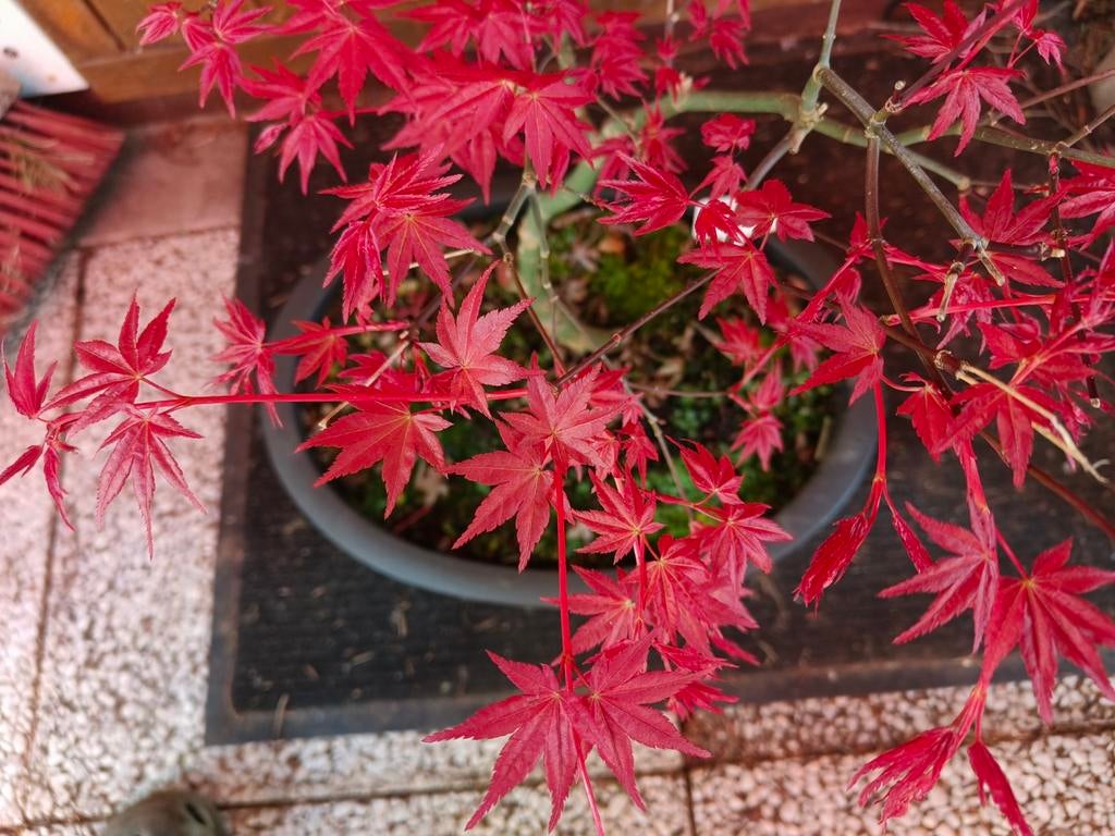 Bonsai Acer palmatum Deshojo, Ophalen, Bloeit niet, Overige soorten, Halfschaduw