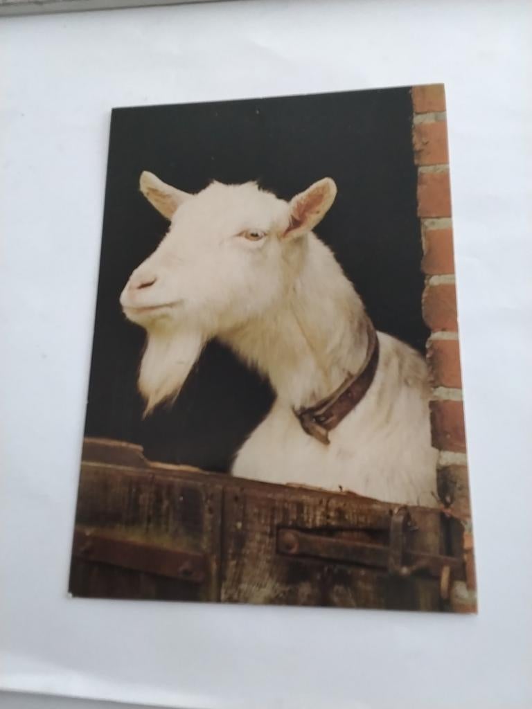 GEIT. 1984, Ophalen of Verzenden, 1980 tot heden