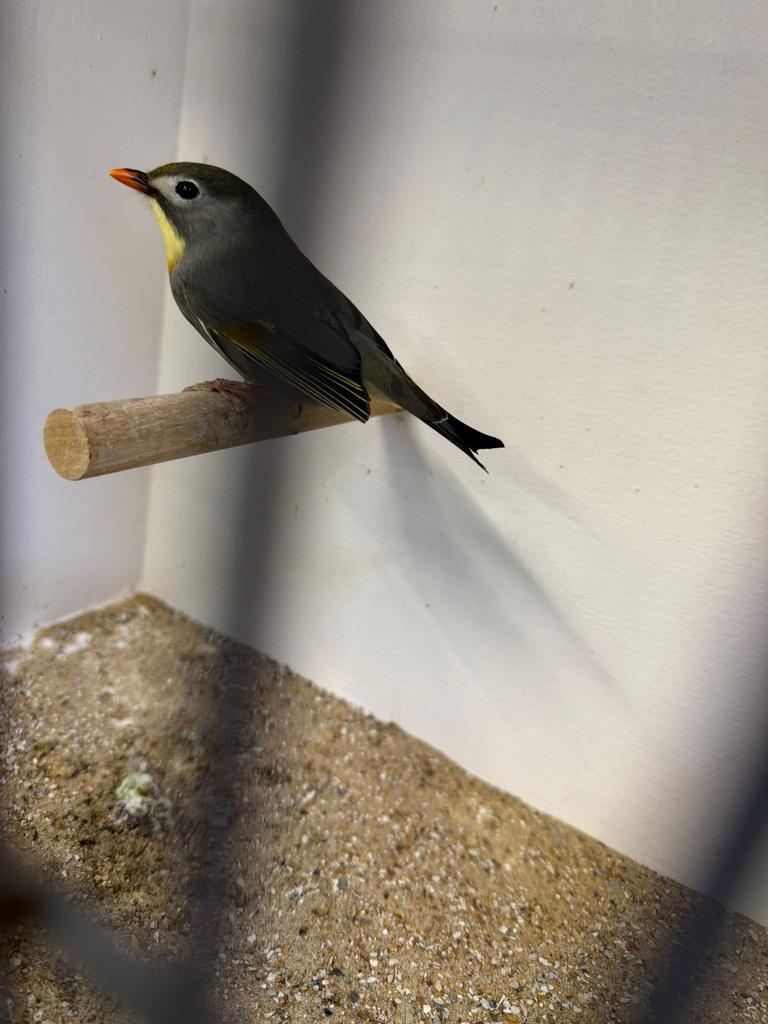 Te koop Japanse nachtegaal pop, Vrouwelijk, Geringd