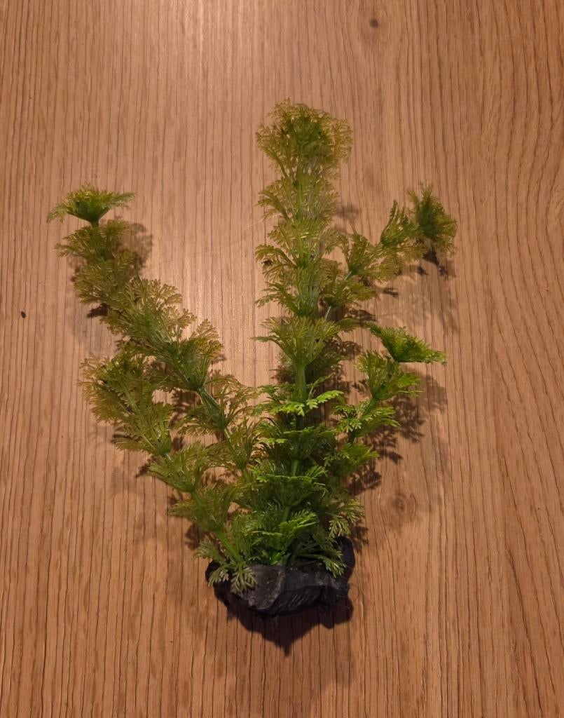 Plantje aquarium (nep), Dieren en Toebehoren, Ophalen, Plant(en), Steen of Hout