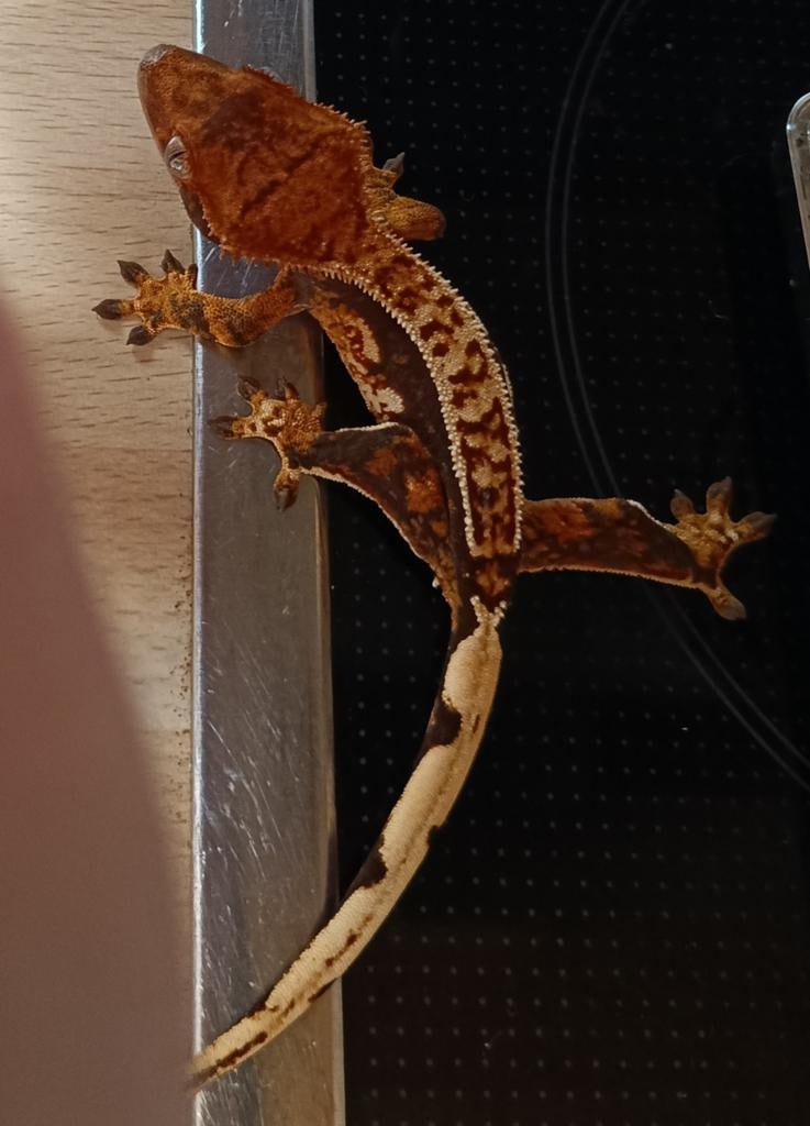 Wimpergekko nakweek 2025 tricolor Crested Gecko - unknown for sale from Sabrina