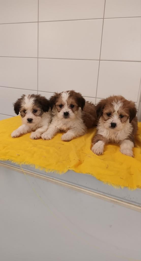 Boomer pups maltezer shih tzu / lhasa apso teckel pekingees, Parvo, Nederland, Overige rassen, 8 tot 15 weken