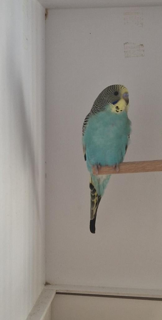 Grasparkiet man split bronze fallow, Dieren en Toebehoren, Mannelijk, Parkiet, Geringd