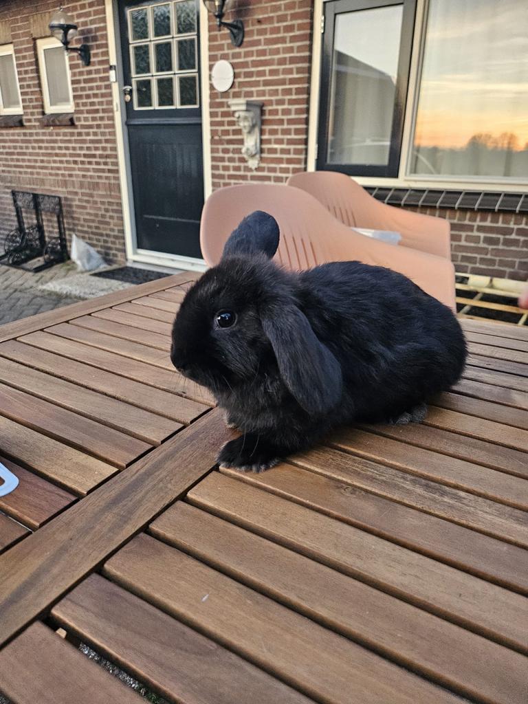 Jonge konijntjes, Dieren en Toebehoren, Konijnen, Meerdere dieren, Dwerg