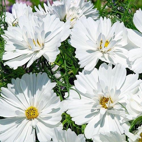 Zaden Cosmos Psyche White, Verzenden, Volle zon