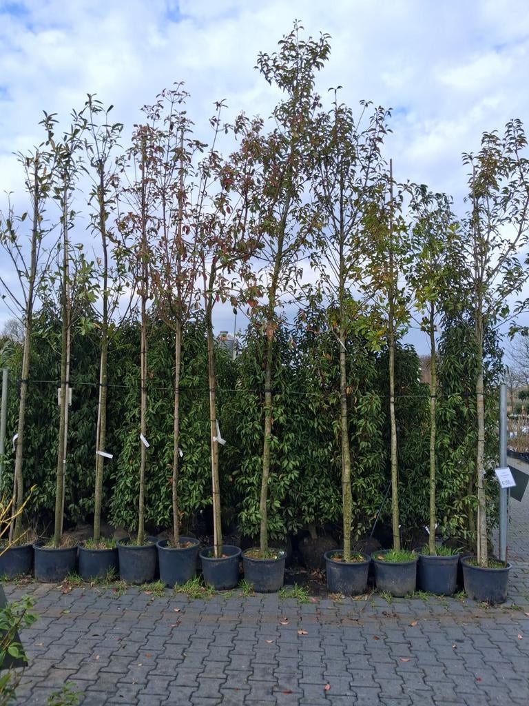 Actie!! Hoogstam bladhoudend en groenblijvende bomen, Tuin en Terras, Planten | Bomen, Halfschaduw, Ophalen of Verzenden, Zomer