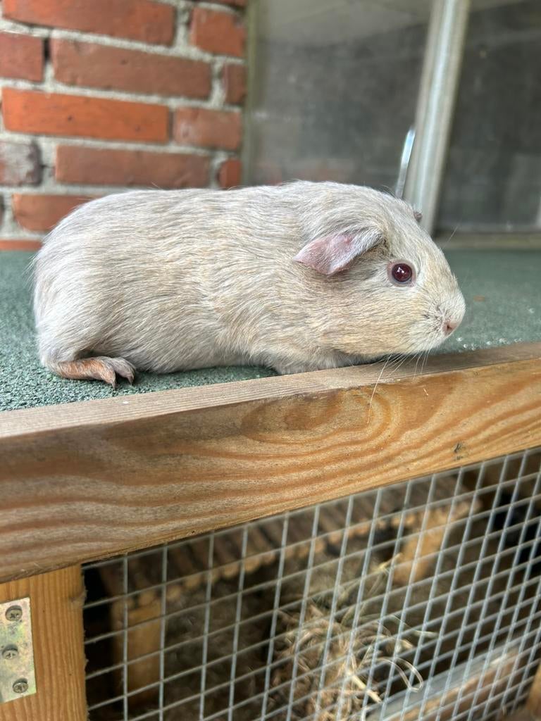 Mooi lavendel cavia zeugje, Dieren en Toebehoren, Knaagdieren, Cavia, Februari, Vrouwelijk, Tam