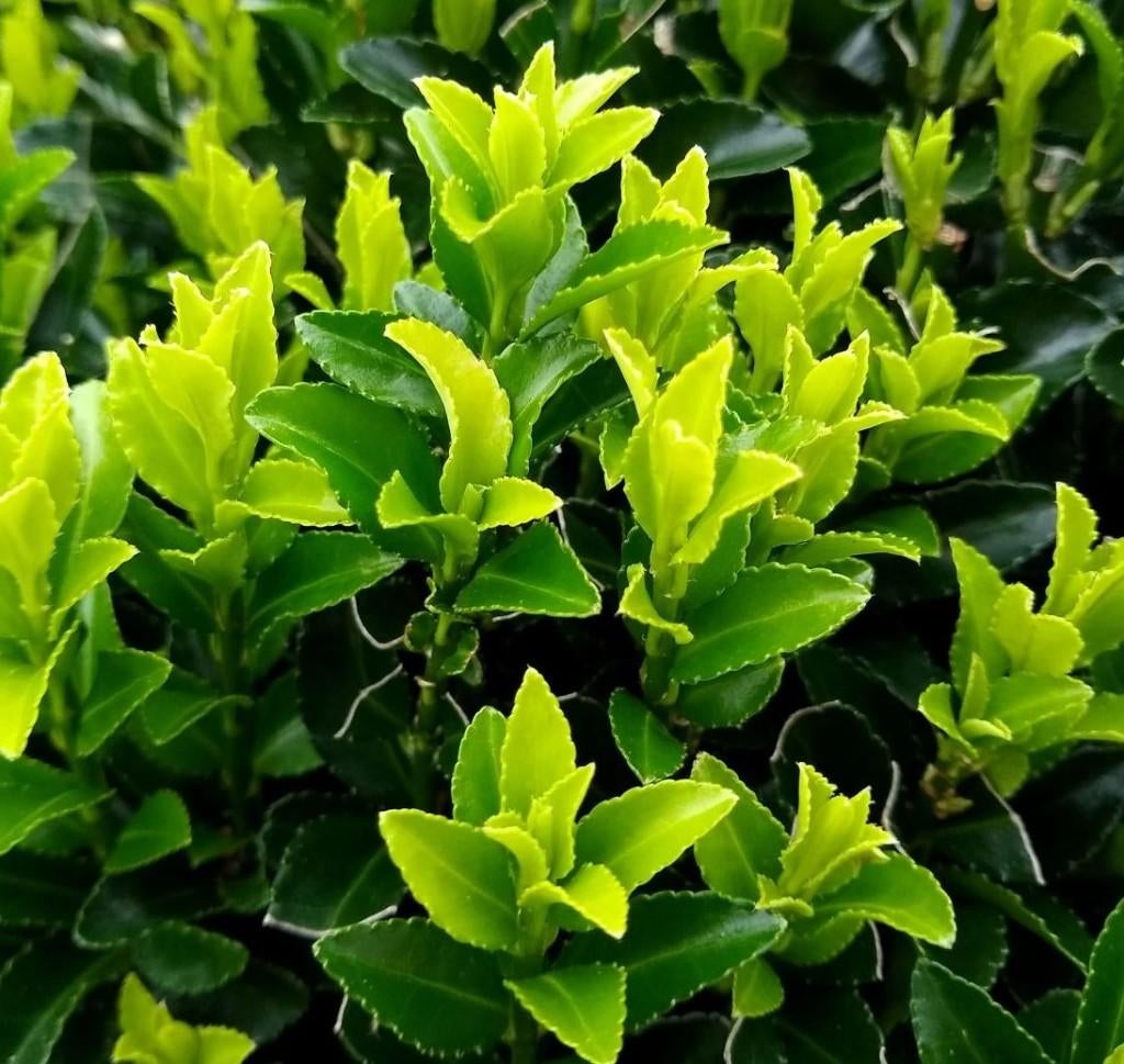 Euonymus japonicus 'Green Spire' groenblijvende haagplant, Tuin en Terras, Planten | Struiken en Hagen, Ophalen of Verzenden, Overige soorten