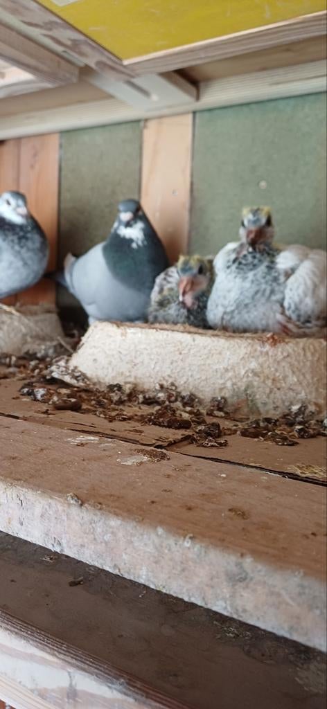 Postduiven, Dieren en Toebehoren, Vogels | Duiven, Meerdere dieren, Postduif