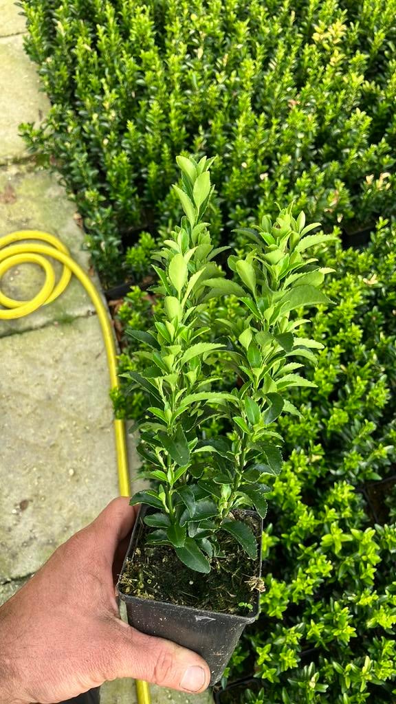 Buxus vervanger. Euonymus Green Spire 15/20cm, Tuin en Terras, Planten | Struiken en Hagen, Ophalen of Verzenden, Buxus, Minder dan 100 cm