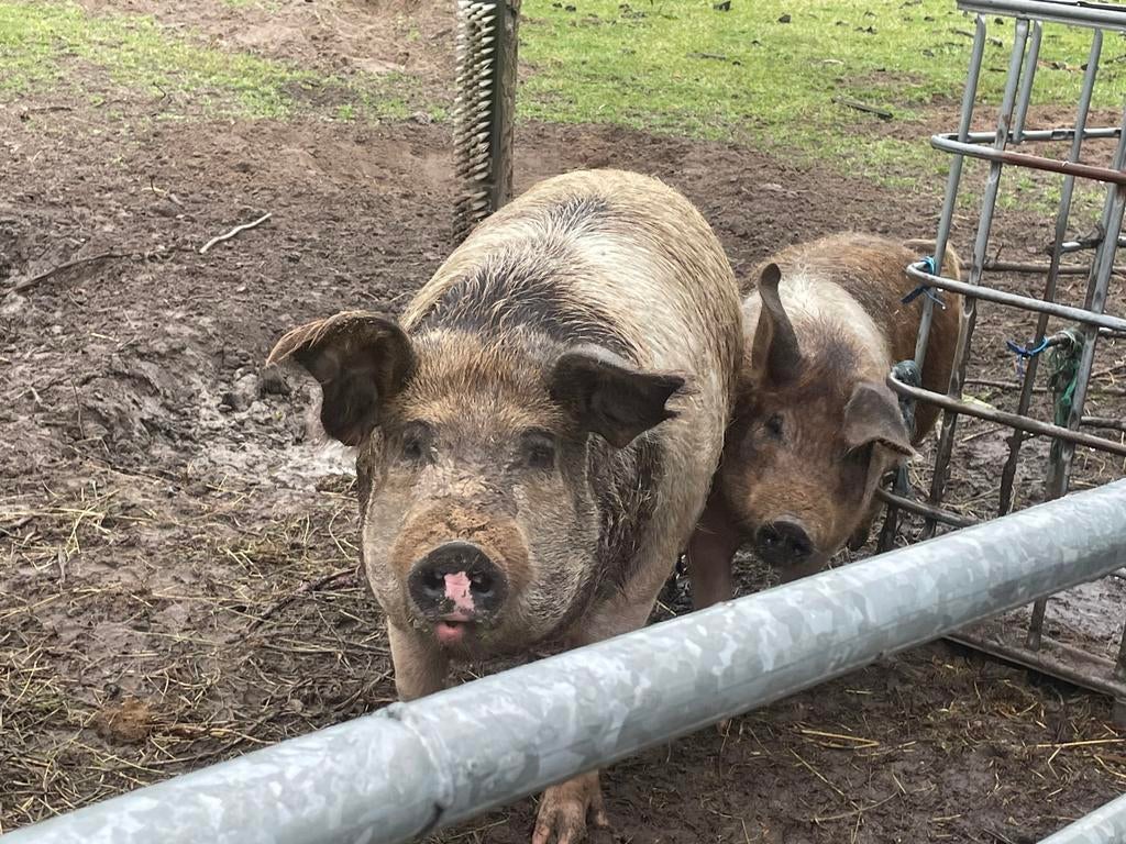 Gezocht: mooie nieuwe plek voor Husumer zeugen Pim en Pom, Dieren en Toebehoren, Schapen, Geiten en Varkens, Vrouwelijk, Varken