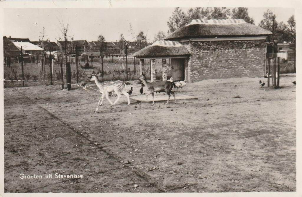 STAVENISSE Hertenkamp Groeten, Verzenden, 1940 tot 1960, Gelopen, Zeeland