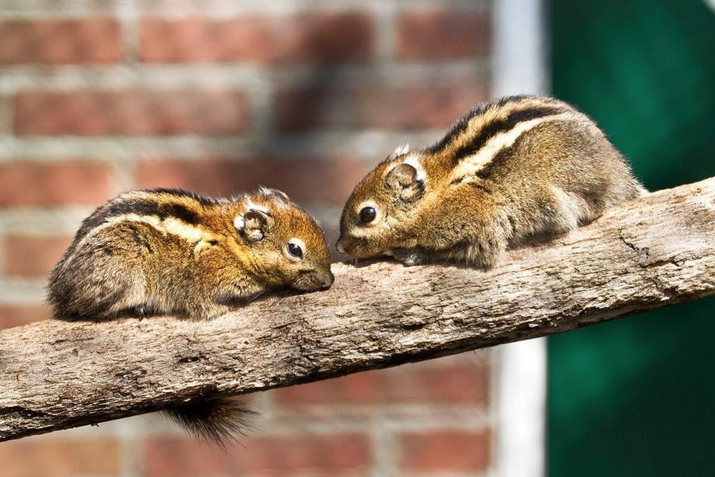 GEZOCHT TAMIOPS EN OF BOEROENDOEK EEKHOORNS!!, Ophalen of Verzenden