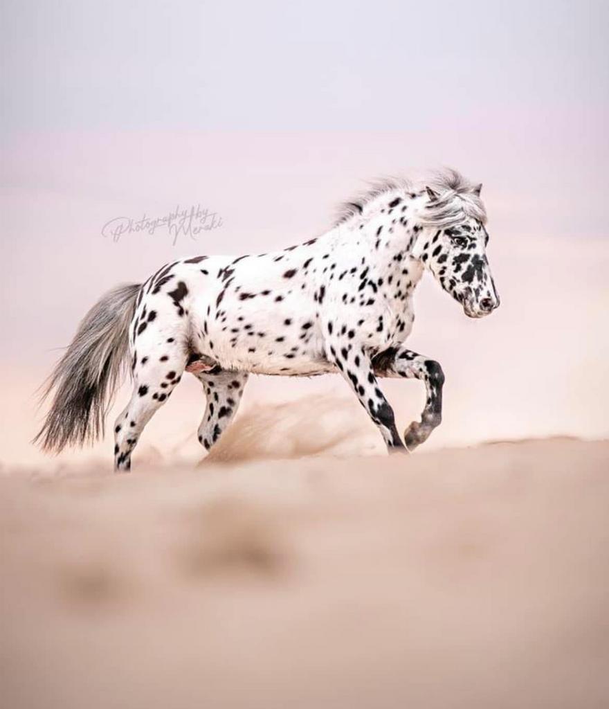 Ter dekking, knap appaloosa hengstje, Dieren en Toebehoren, Hengst