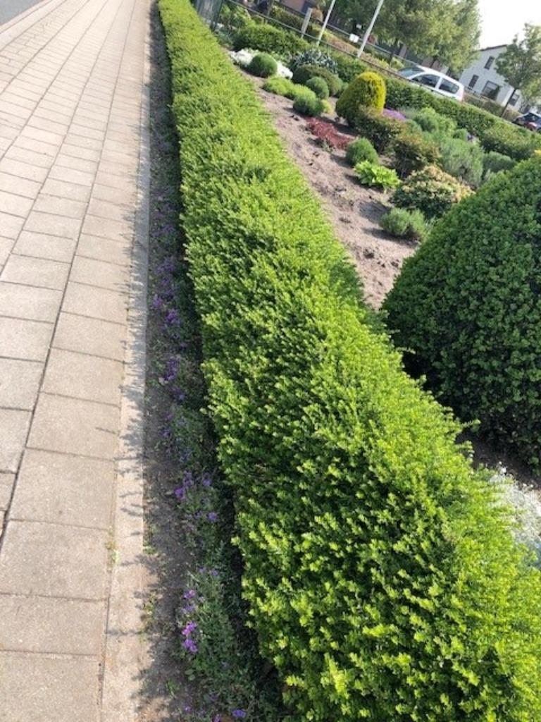 Buxus vervanger!!! Lonicera 'Maigrun' NU voor € 1,= per stuk, Ophalen, Buxus, Haag, Minder dan 100 cm