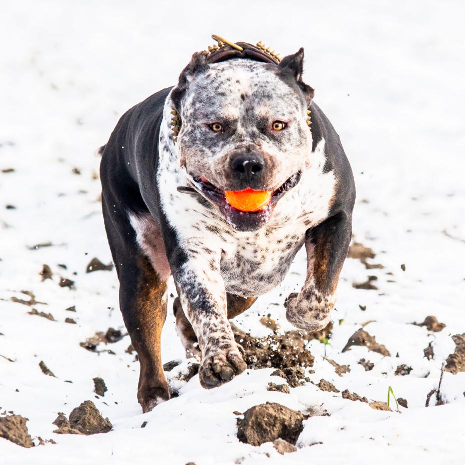 American Bully XL - Dekreu, Parvo, Reu, 1 tot 2 jaar, Eén hond