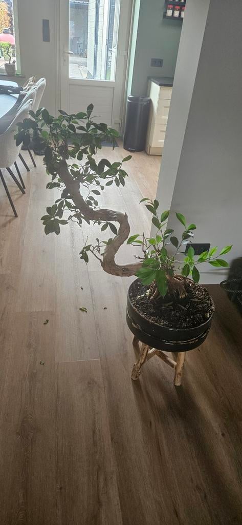 Bonsai ficus gensing 90 cm hoog, Huis en Inrichting, Kamerplanten, Ficus, Minder dan 100 cm, Halfschaduw, Ophalen