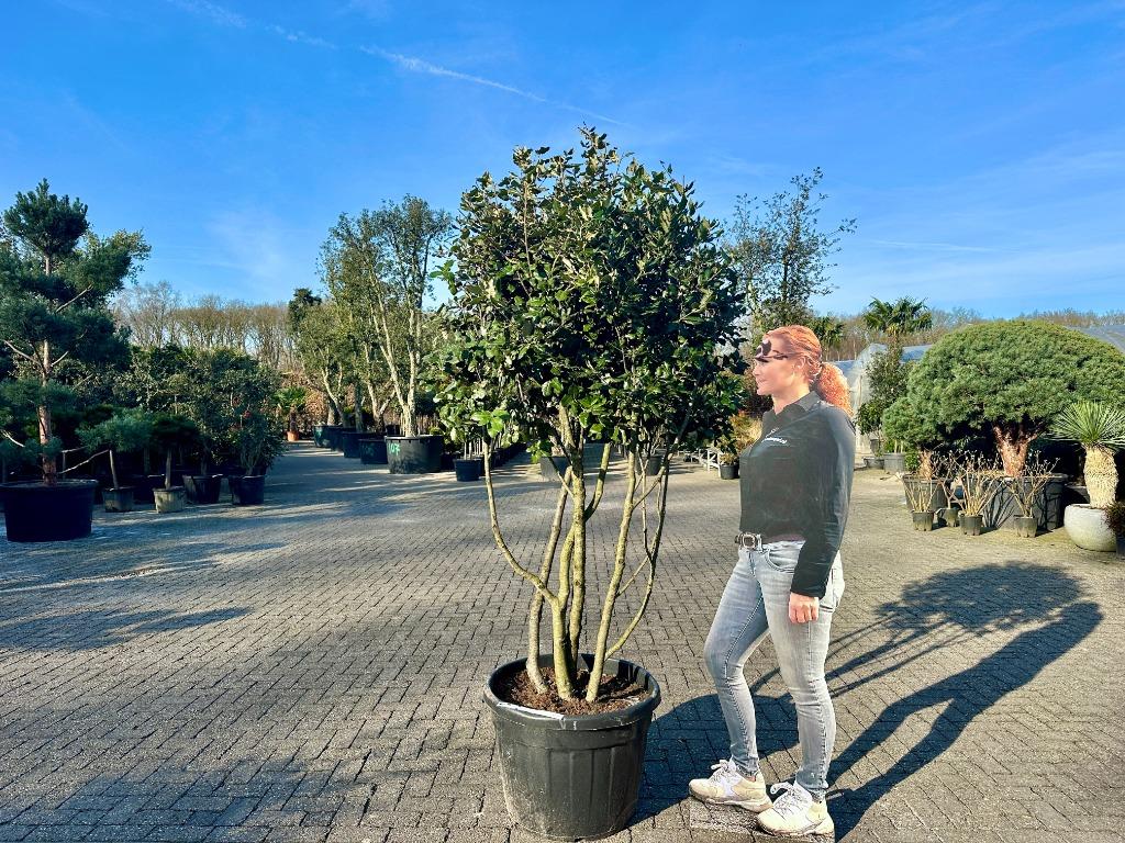 Exclusieve meerstammige steeneik ( Quercus ilex ) te koop!!!, Tuin en Terras, Planten | Bomen, 100 tot 250 cm, Zomer, Volle zon