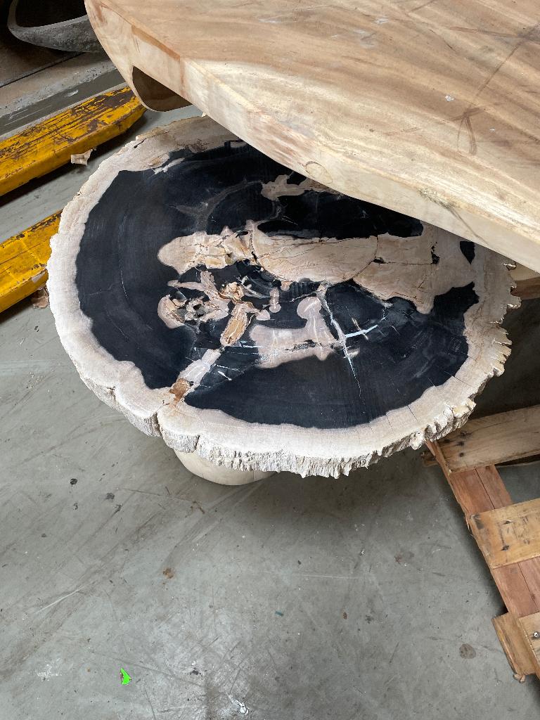 Fossiele schijven versteend hout petrified wood marmer onyx, Ophalen, Fossiel