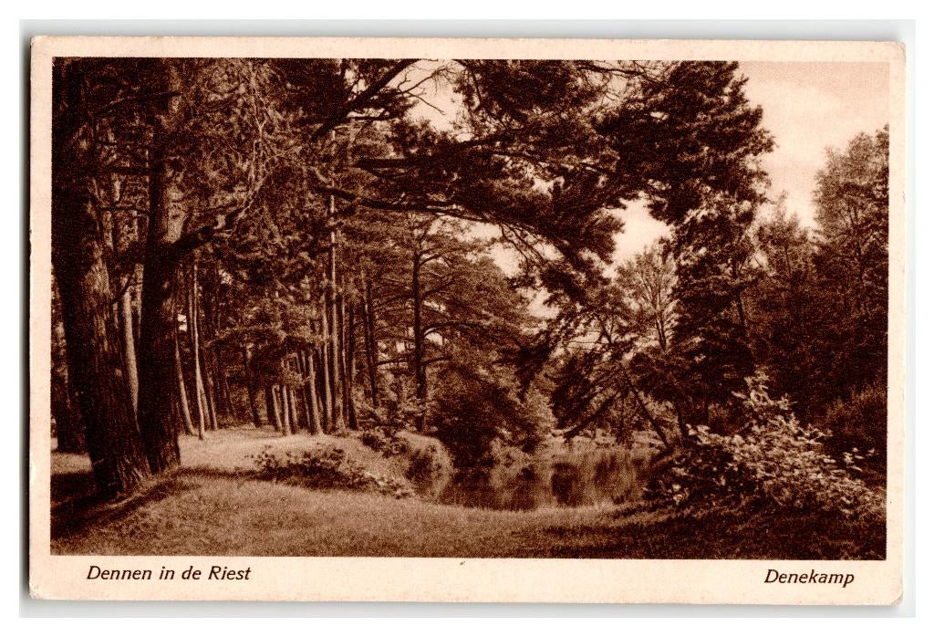 Denekamp, Dennen in de Riest, Verzenden, 1920 tot 1940, Gelopen, Overijssel