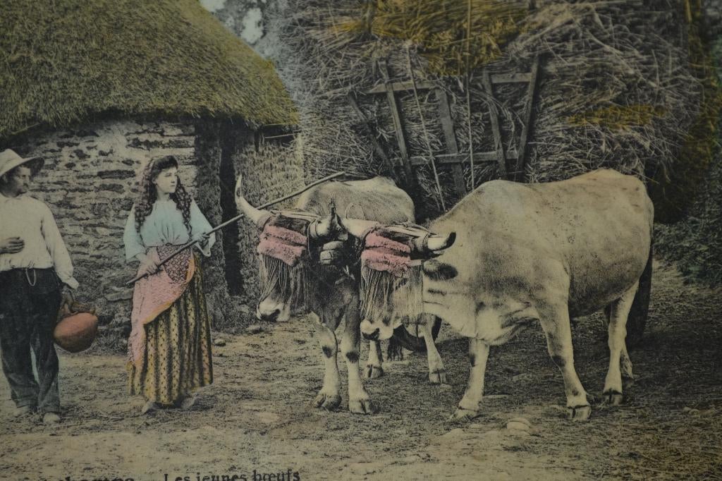FRANKRIJK 1910 VEE RUNDEREN KOEIEN BOERDERIJ, Verzenden, Voor 1920, Gelopen, Overige thema's