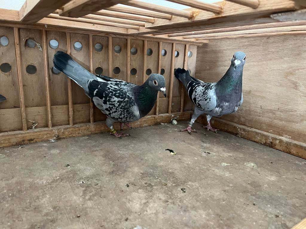 Postduiven, Meerdere dieren, Postduif