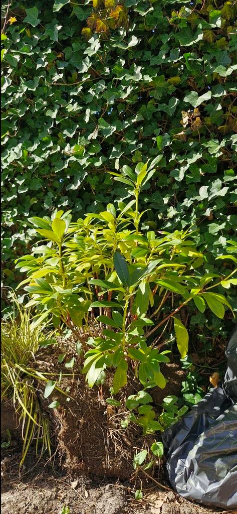 Rododendron, Tuin en Terras, Vaste plant, Halfschaduw, Lente, Ophalen