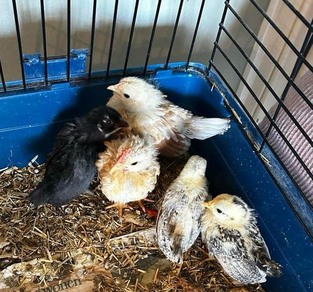 Serama kuikens te koop, Dieren en Toebehoren, Meerdere dieren, Kip