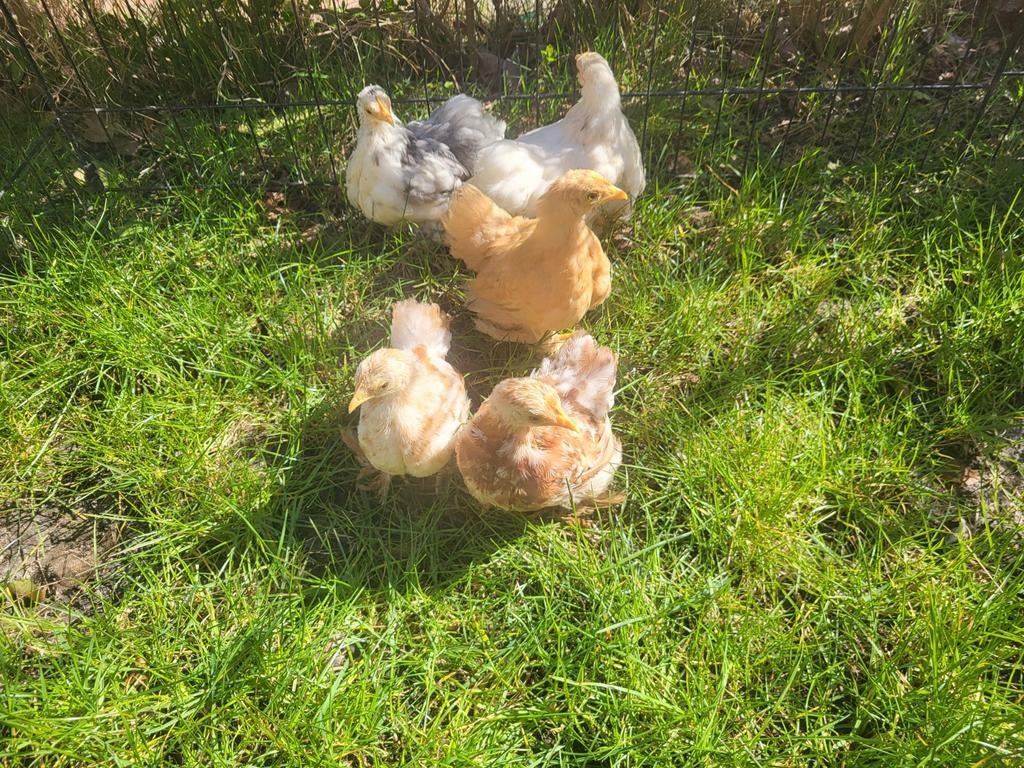 cochin kriel hen kuikens, Dieren en Toebehoren, Pluimvee, Vrouwelijk, Kip