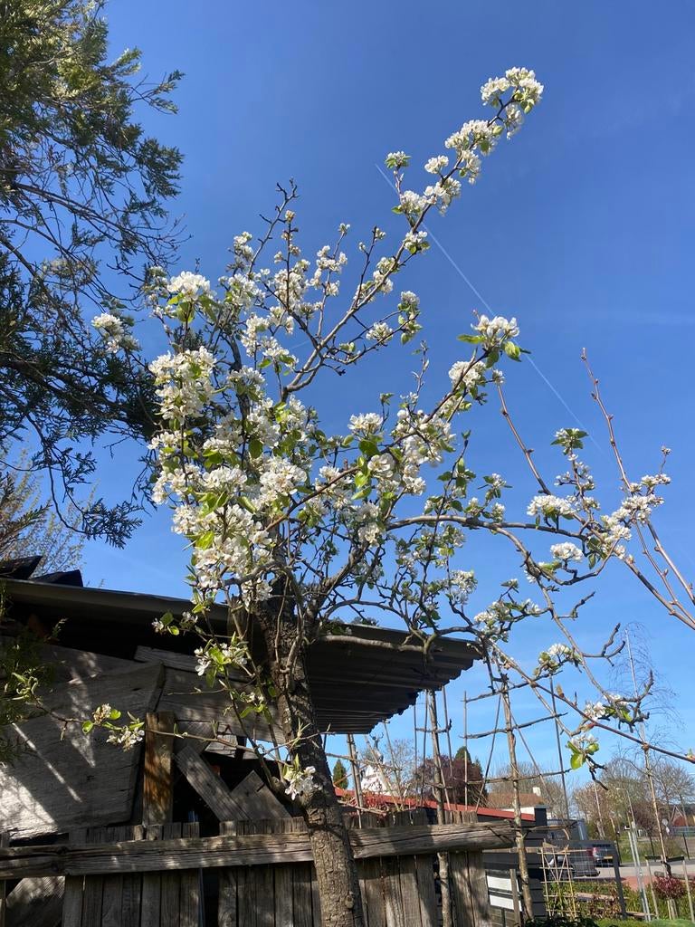 Hoogstam oude bio gekweekte  perenbomen €175,00 pst, Lente, Ophalen of Verzenden, 250 tot 400 cm, Perenboom