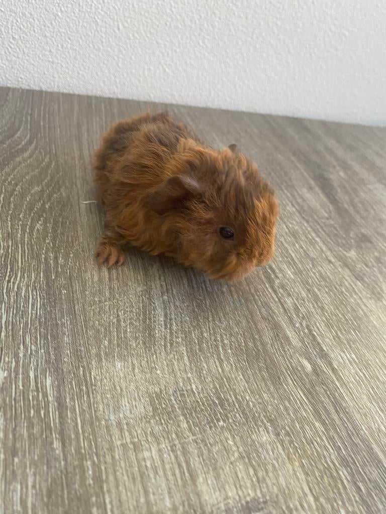 Cavia jong, Mannelijk, Tam, Maart, Cavia