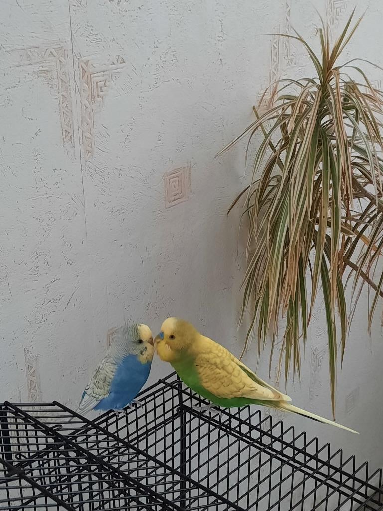 Grasparkieten, Meerdere dieren, Parkiet, Tam