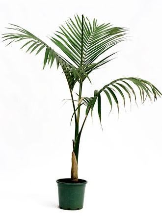 10x Archontophoenix alexandrae palmboom zaden, ook verzenden, Ophalen, Gehele jaar, Volle zon, Zaad