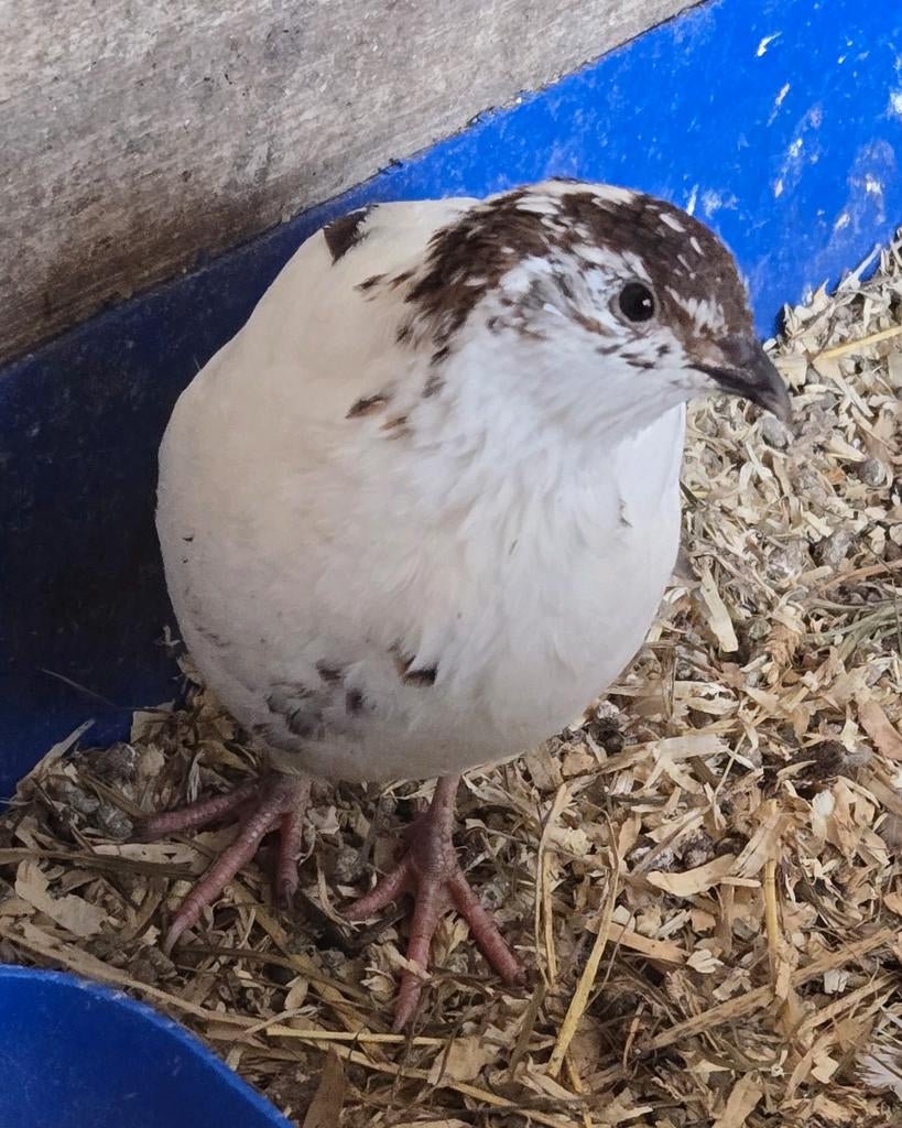 Japanse Kwartel Haan 4x, Dieren en Toebehoren, Mannelijk, Overige soorten