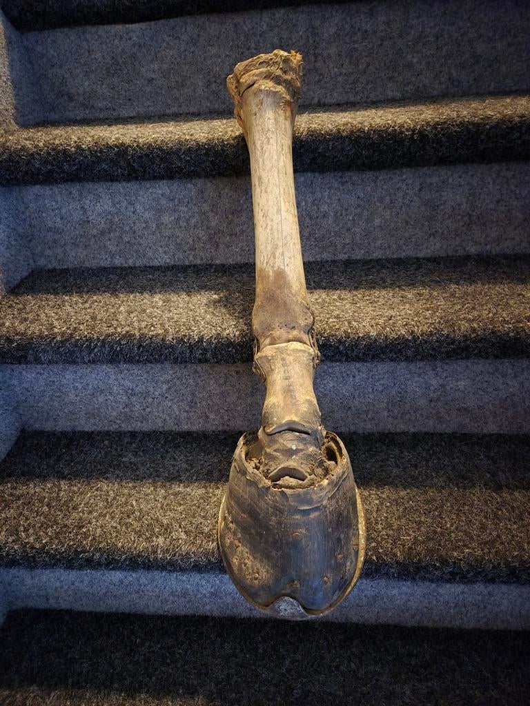 Onderbeen incl hoefijzer van groot paard, Ophalen of Verzenden, Gebruikt, Paard, Overige typen