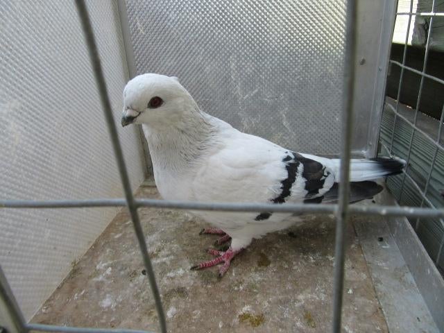 Gezocht duivin damacener of italiaanse meeuw, Dieren en Toebehoren, Vrouwelijk, Kropper