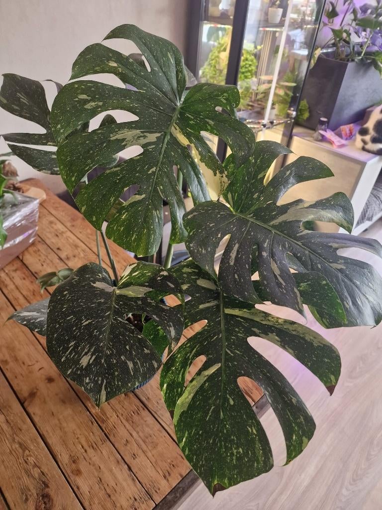 Monstera (Gatenplant) Thai Constellatio, Huis en Inrichting, Kamerplanten, Ophalen, Halfschaduw, Minder dan 100 cm
