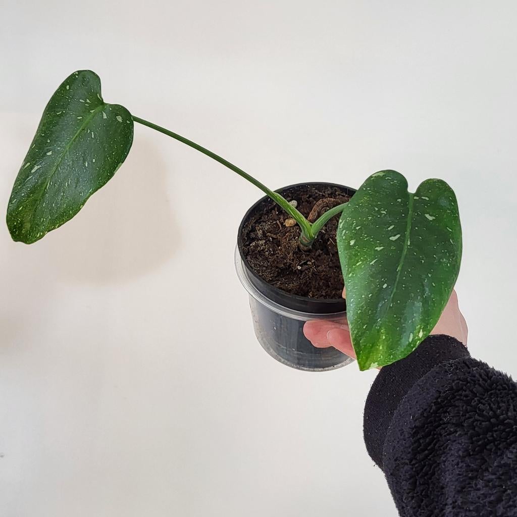 Monstera thai constellation, Huis en Inrichting, Kamerplanten, Ophalen of Verzenden, Halfschaduw, Minder dan 100 cm