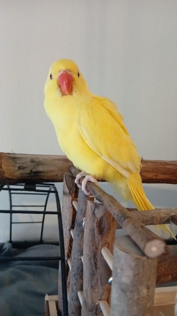 Vermist Mia, Dieren en Toebehoren