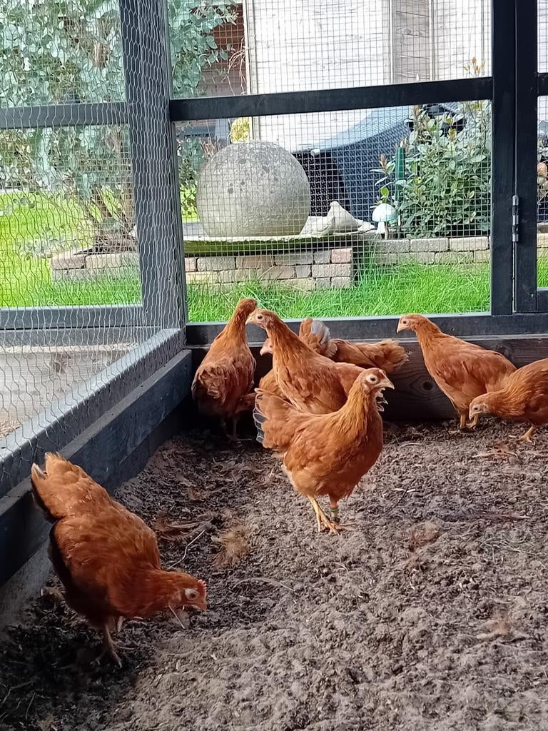 New Hampshire kriel, Meerdere dieren, Kip