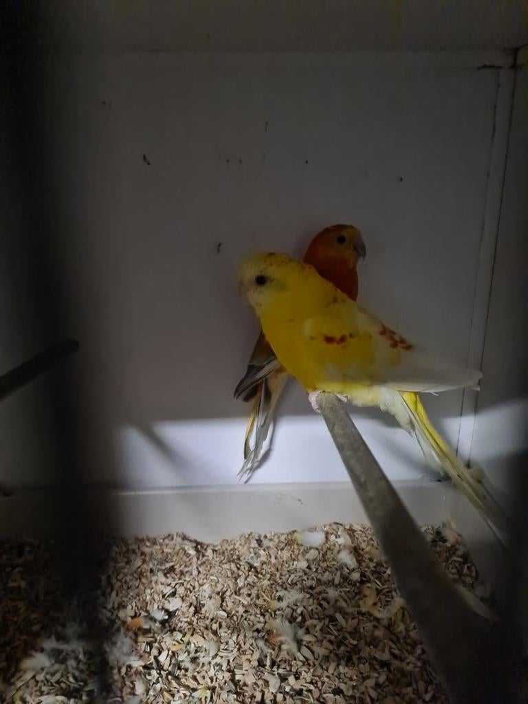 Koppel roodruggen, Meerdere dieren, Parkiet, Geringd