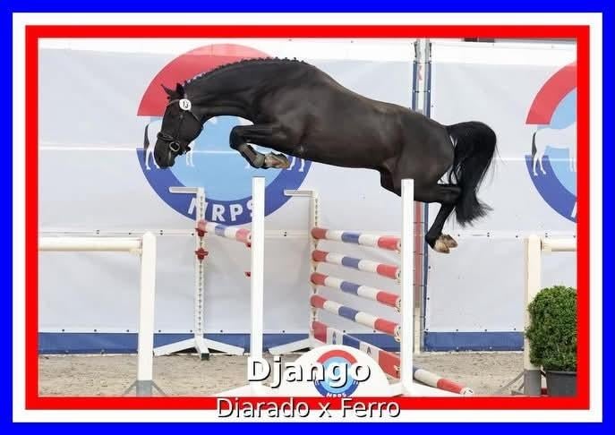 Bloedmooie zwarte Kwpn hengst ter dekking NRPS goedgekeurd!, Dieren en Toebehoren, Hengst