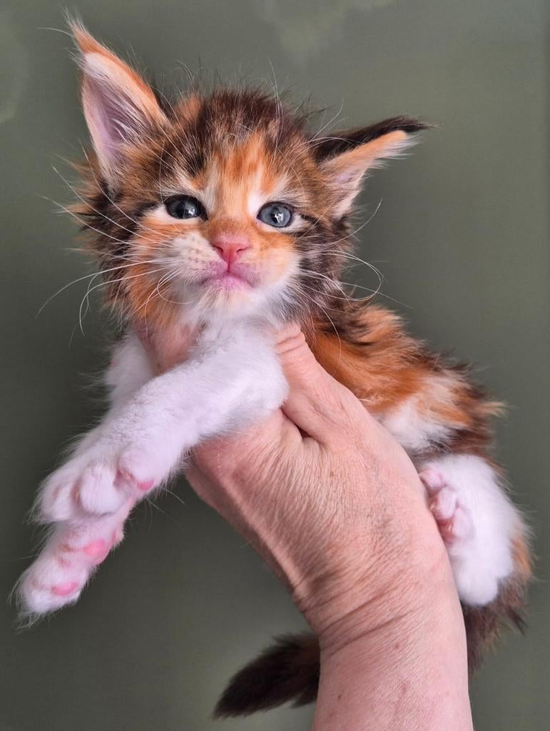 2 prachtige maine coon kittens met stamboom, Dieren en Toebehoren, Poes, Met stamboom, 0 tot 2 jaar