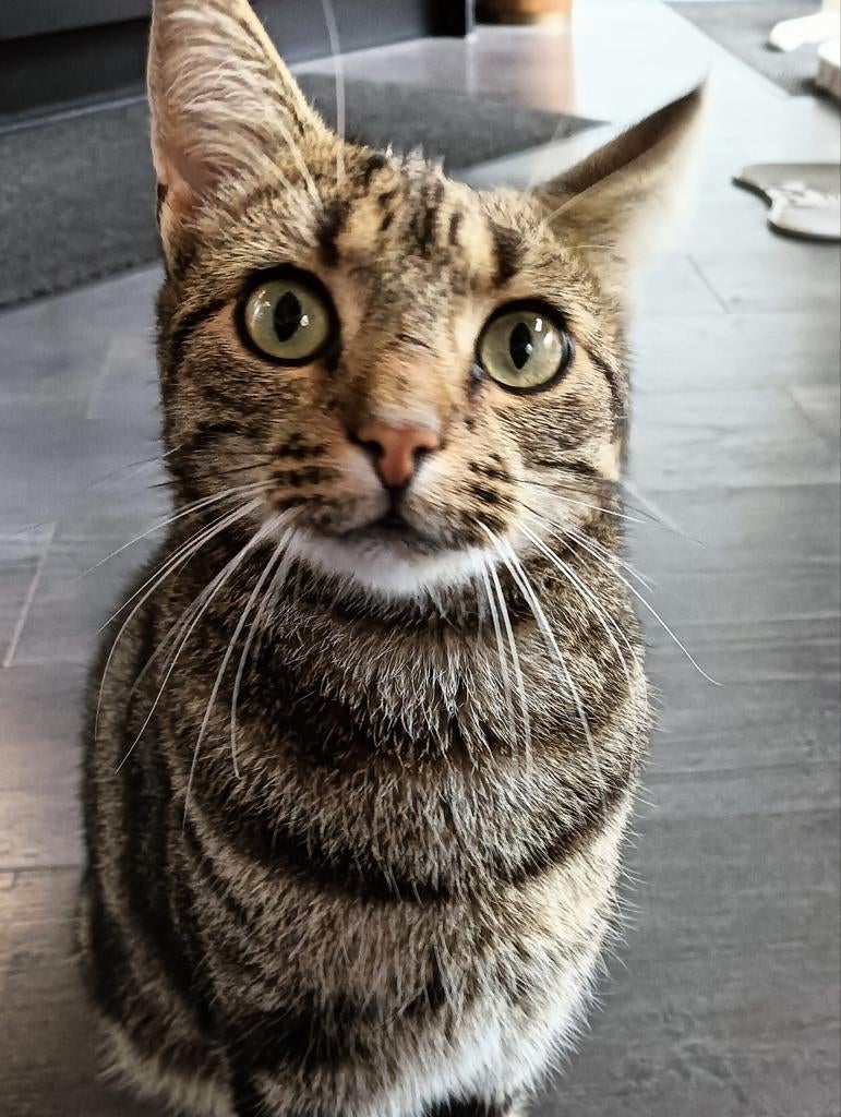 Help ons HASSAN terug te vinden!!, Dieren en Toebehoren, Katten en Kittens | Overige Katten