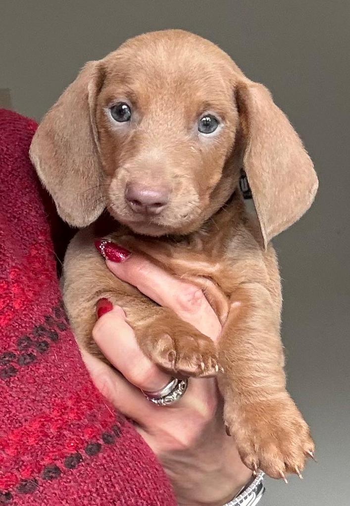 Prachtige dwergteckel pups, Parvo, België, 8 tot 15 weken, Korthaar