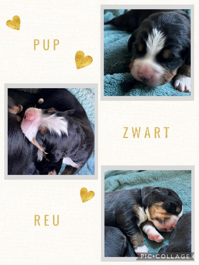 Berner Sennen Puppy’s, Overige rassen, 8 tot 15 weken, Parvo, Meerdere