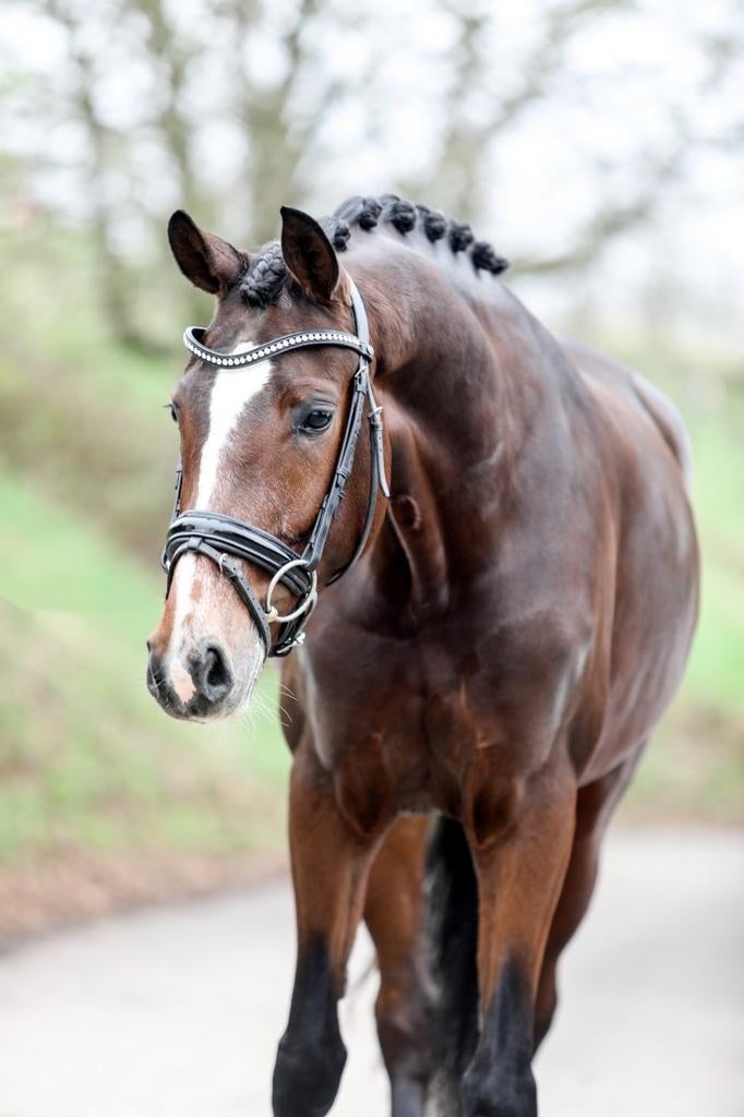 Lieve 4 jarige merrie, Dieren en Toebehoren, Merrie, 160 tot 165 cm, Dressuurpaard, 3 tot 6 jaar